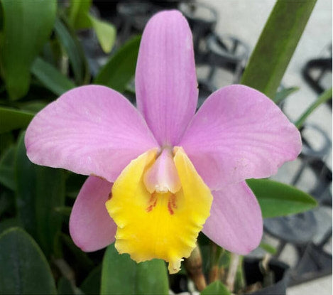 Cattleya Crystelle Smith "N.R."
