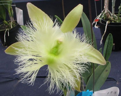 Brassavola digbyana FCC/AOS