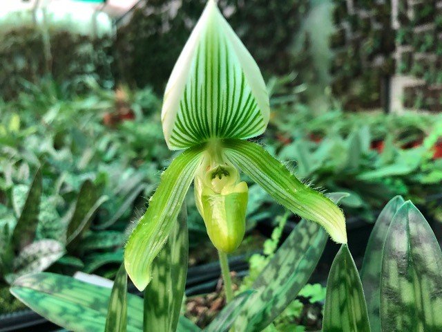 Paphiopedilum callosum alba