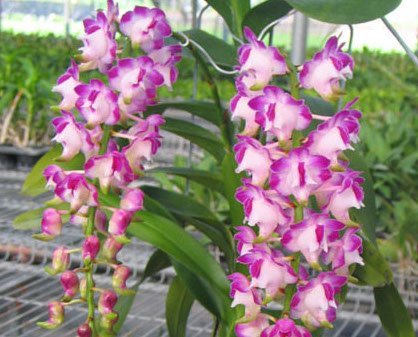 Aerides lawrenceae