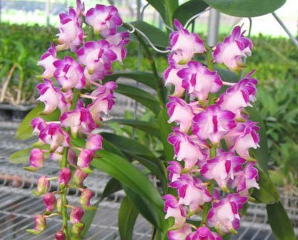 Aerides lawrenceae "Dumrong "