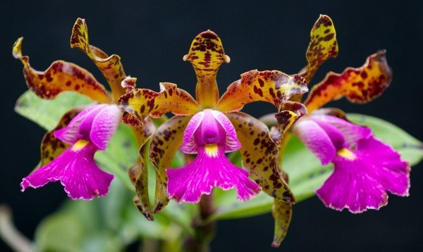 Cattleya aclandiae x schilleriana