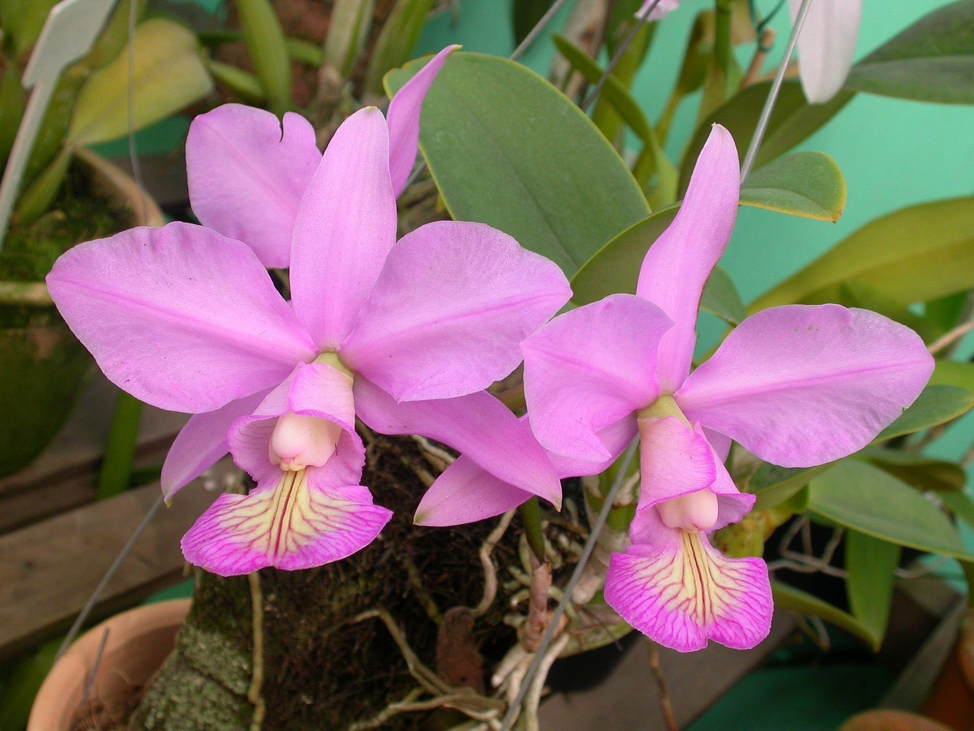 Cattleya nobilior