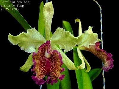 Cattleya dowiana var. aurea