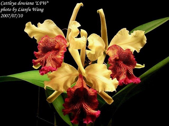 Cattleya dowiana var. aurea