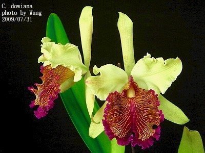 Cattleya dowiana