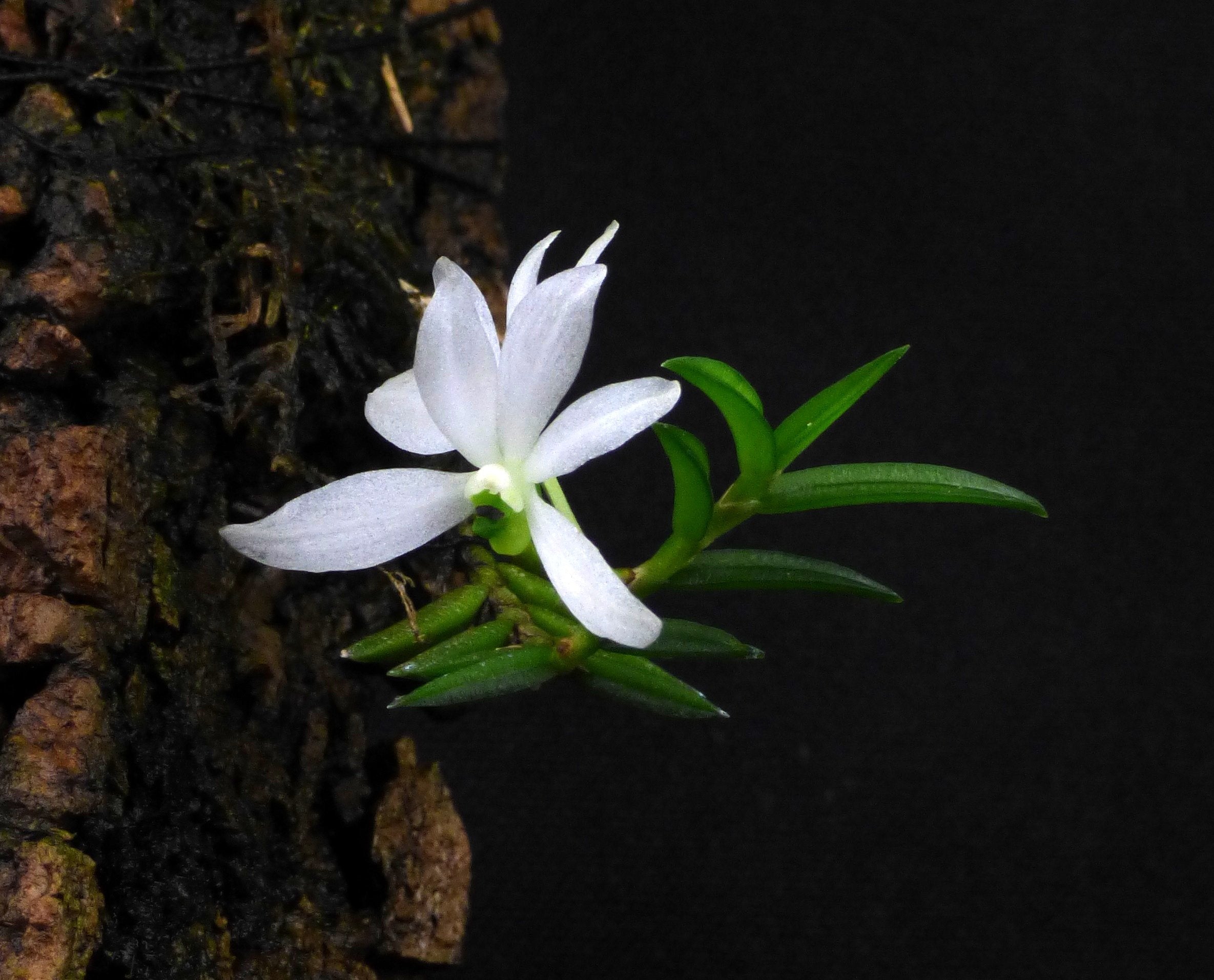 Ceratochilus biglandulosus