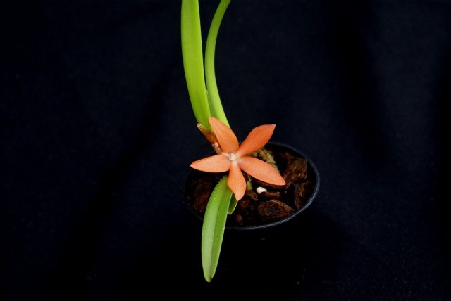 Ceratostylis rubra "Big Plant"