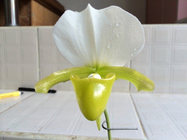 Paphiopedilum charlesworthii alba ''Select''
