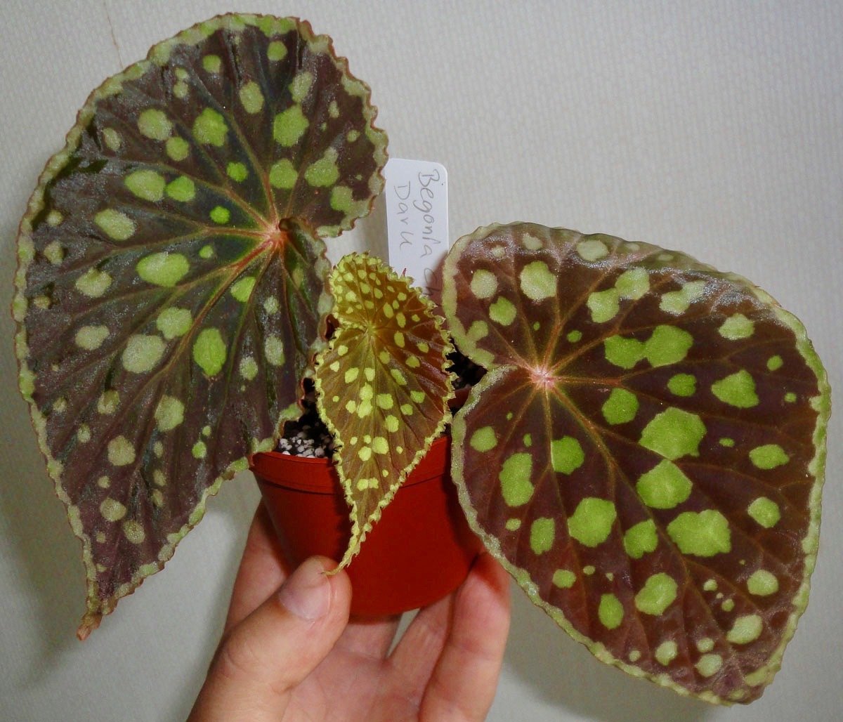 Begonia chlorosticta "Red"