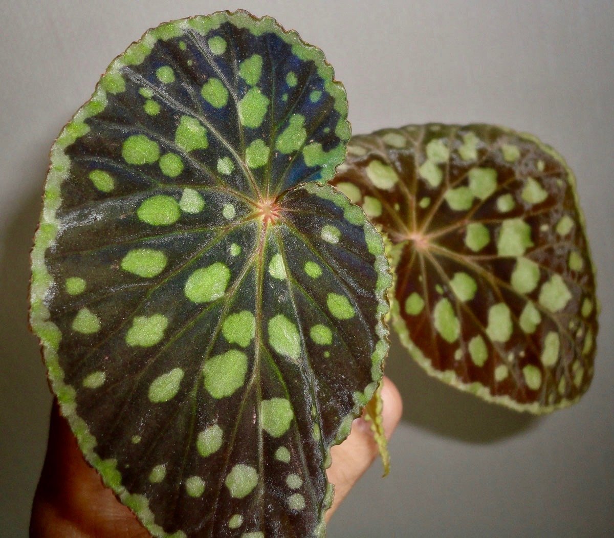 Begonia chlorosticta "Red"