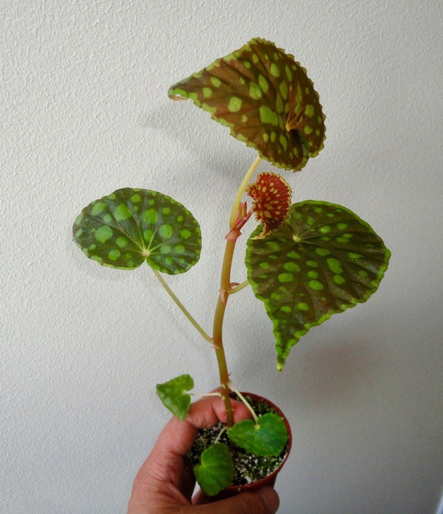 Begonia chlorosticta "Red"