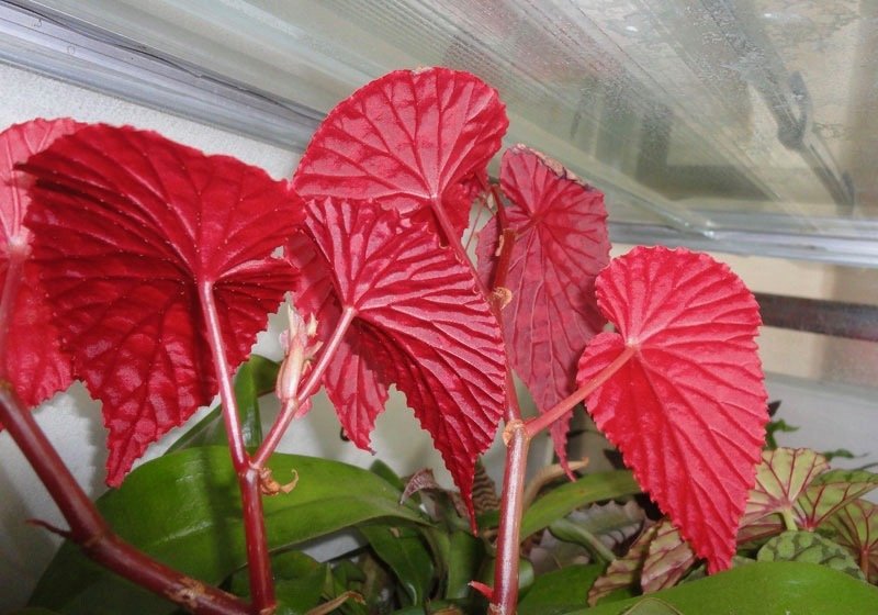 Begonia chlorosticta "Red"