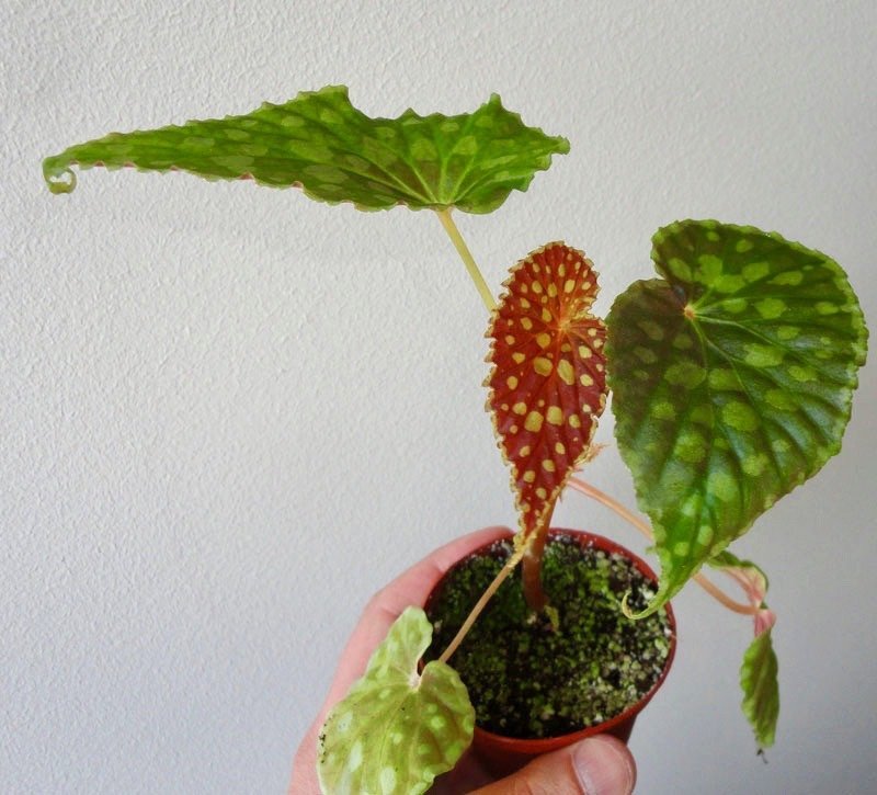Begonia chlorosticta "Red"