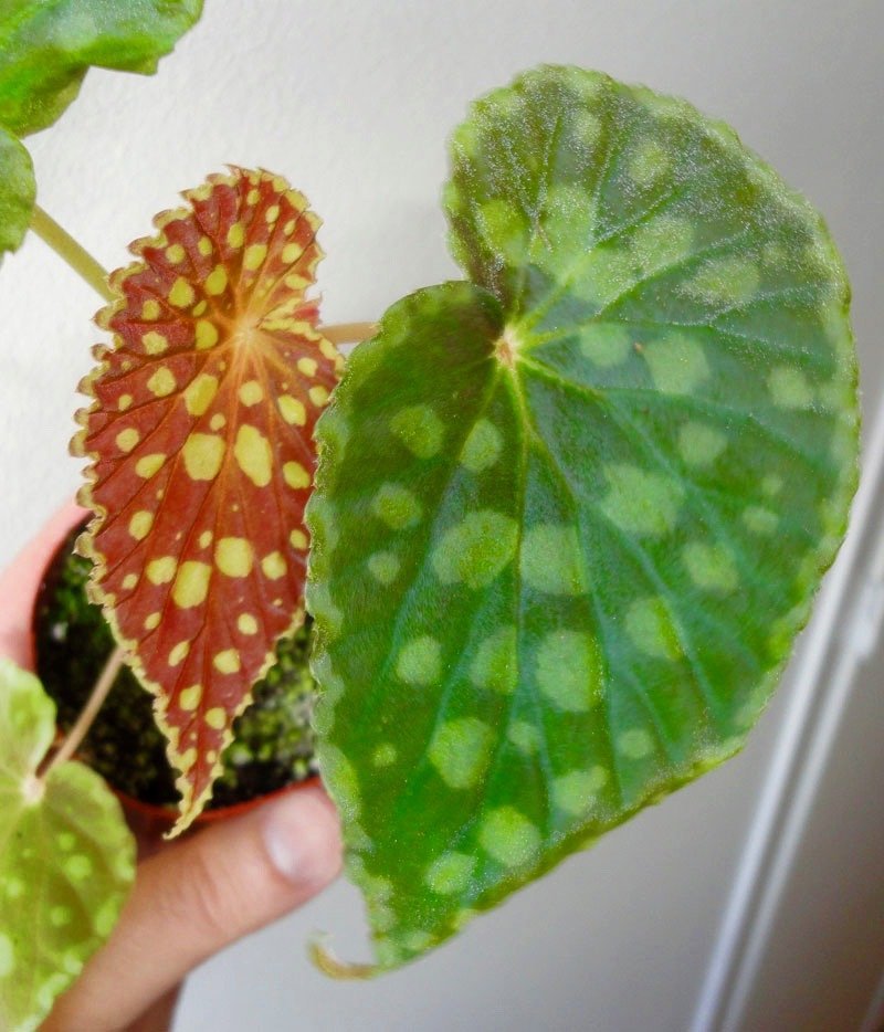 Begonia chlorosticta "Red"