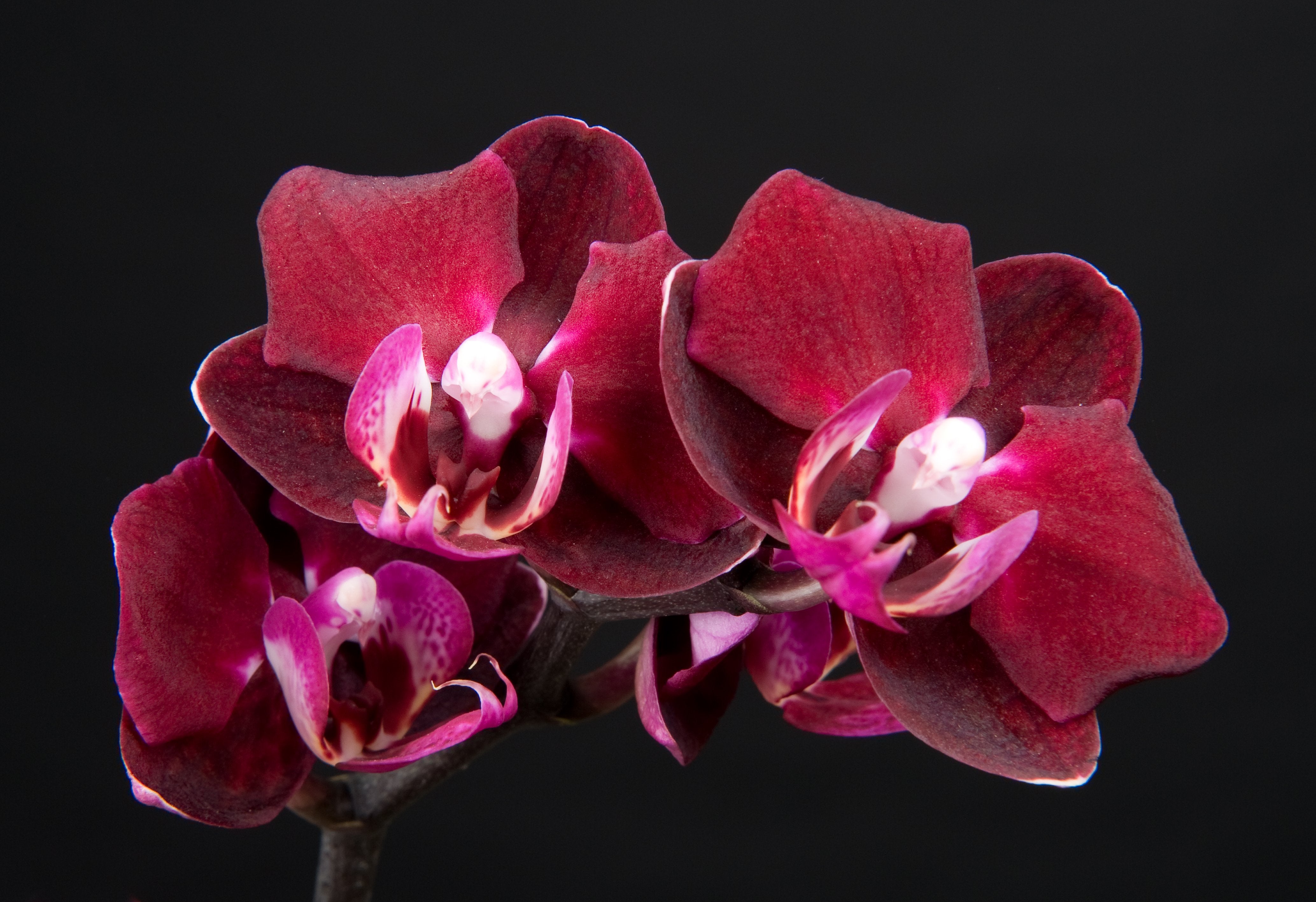 Phalaenopsis Happy Angel