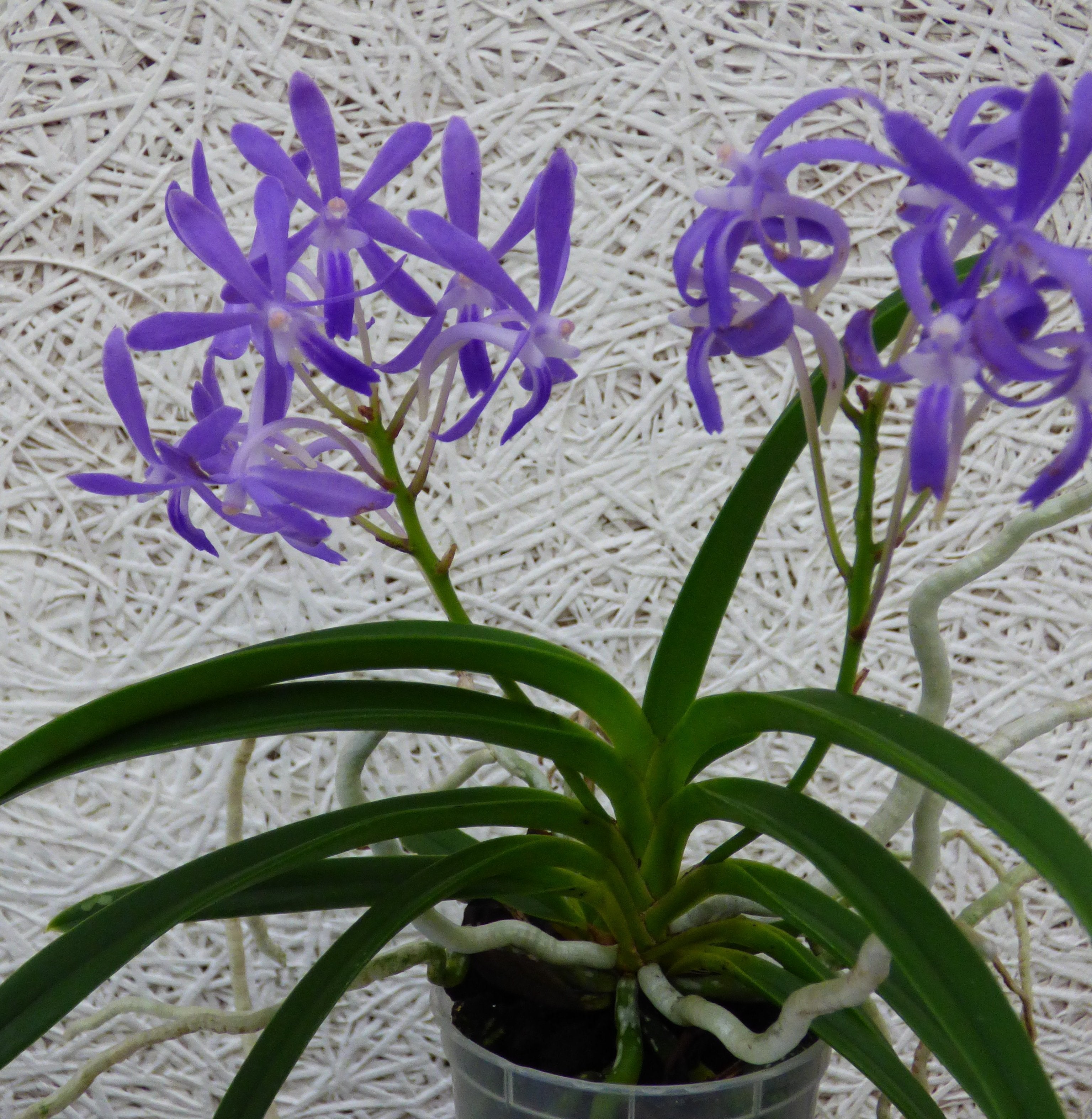 Neostylis ''Blue Moon Big''