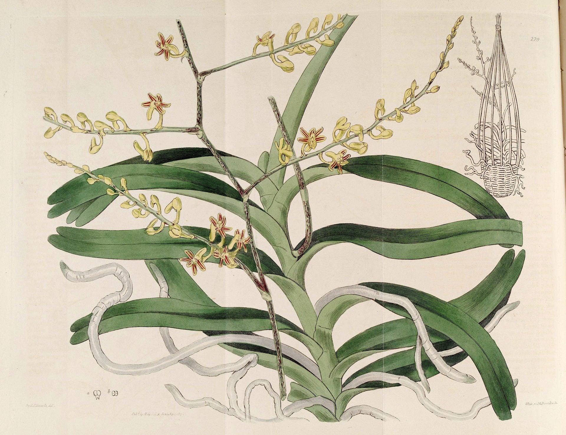 Cleisostoma discolor