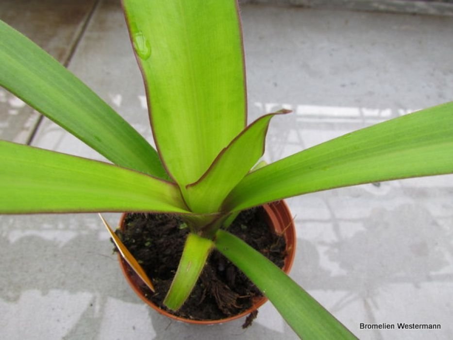 Cochliostema odorati