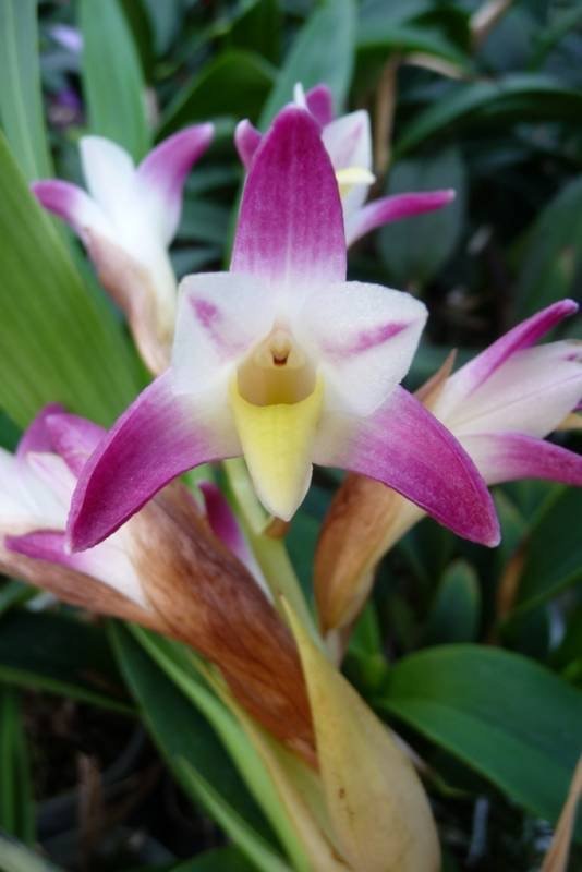 Coelia bella (syn. Bothriochilus bellus) "Big"