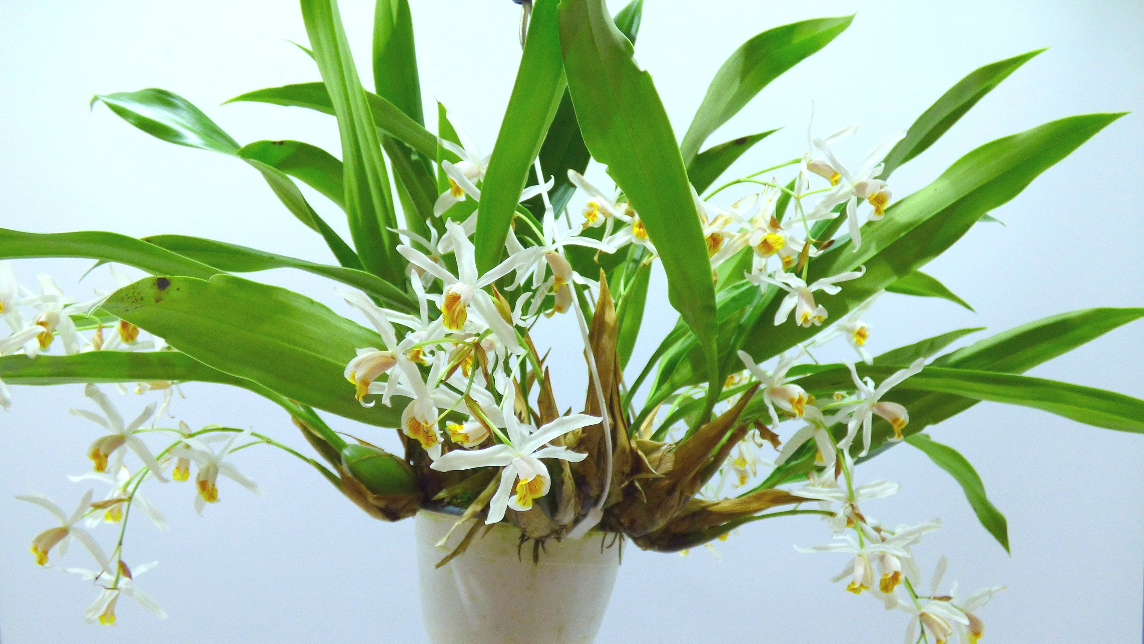 Coelogyne flaccida "Big"