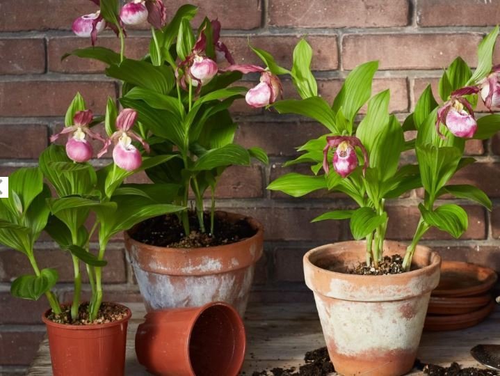 Cypripedium Macra Pink "Big Plant"