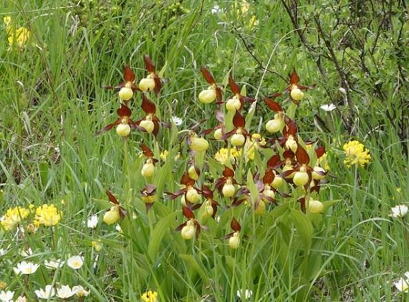 Cypripedium calceolus