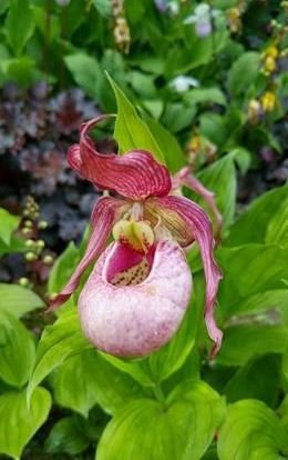 Cypripedium Macra Rosa "Groß pflanze"