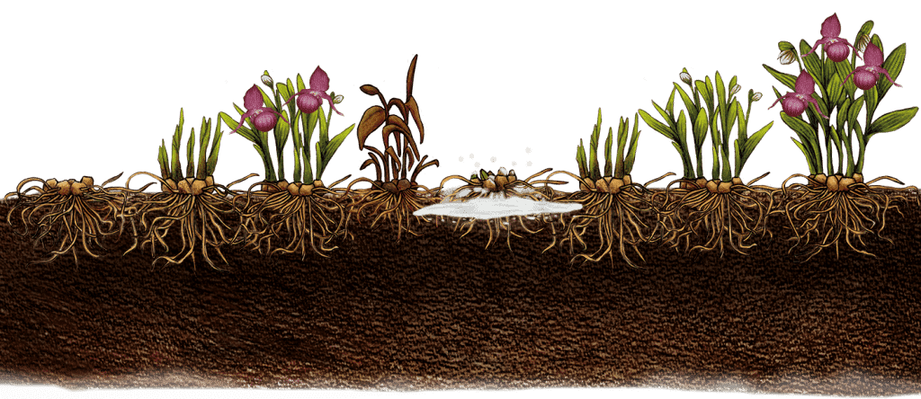 Cypripedium Macra Pink "Big Plant"