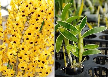 Dendrobium Golden Blossom "Variegated Leaf"