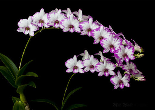 Dendrobium Enobi Stripe Pink Splash x Dendrobium Enobi Stripe Violett Splash