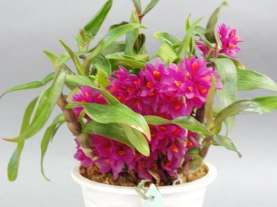 Dendrobium Hibiki "Sandra`s Delight" CCE/AOS (Big Plant)