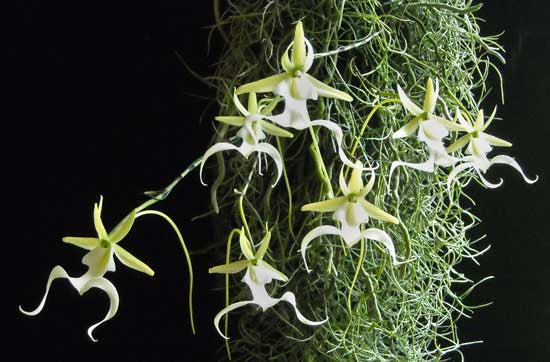 Dendrophylax lindenii (the ghost orchid) 2 plants