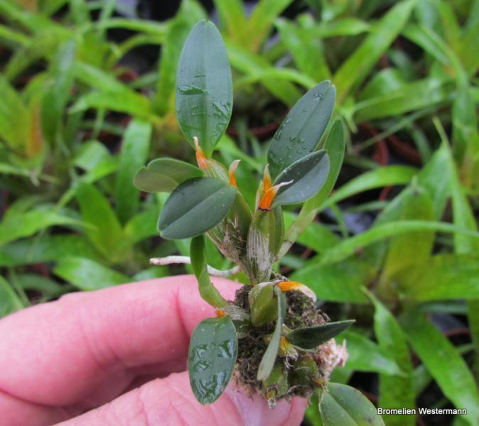 Diplocaulobium abbreviatum