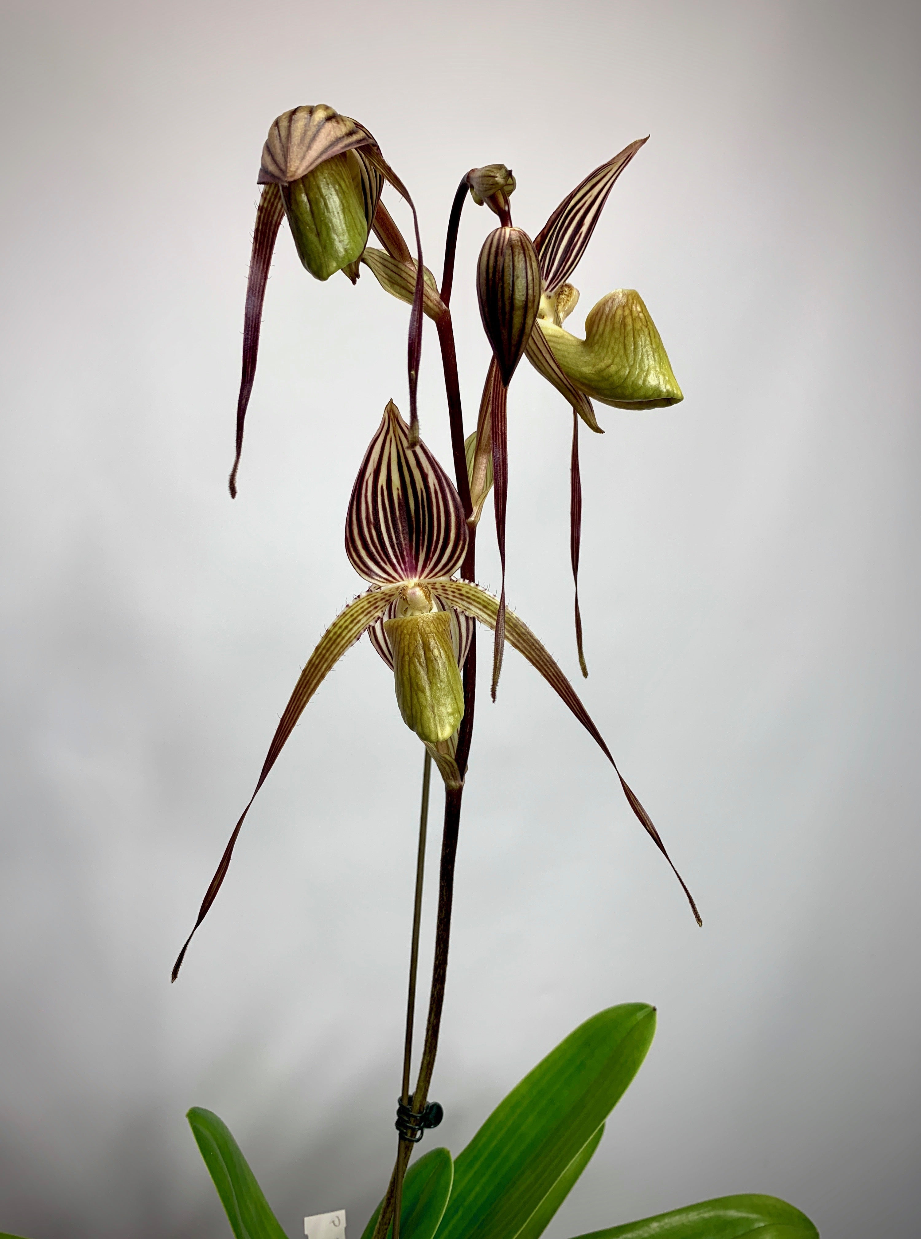 Paphiopedilum St.Swithin x adductum ''Dark''
