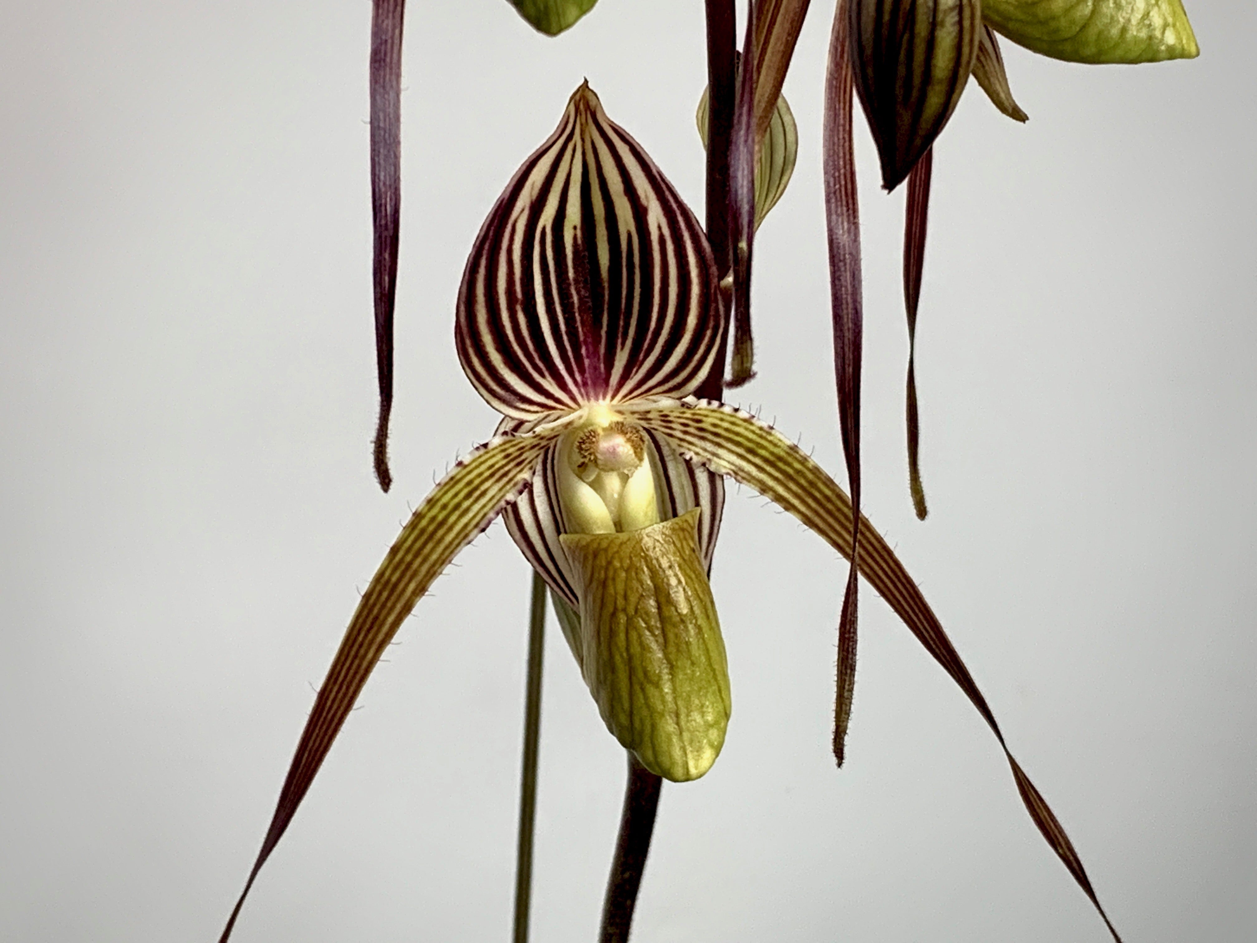 Paphiopedilum St.Swithin x adductum ''Dark''