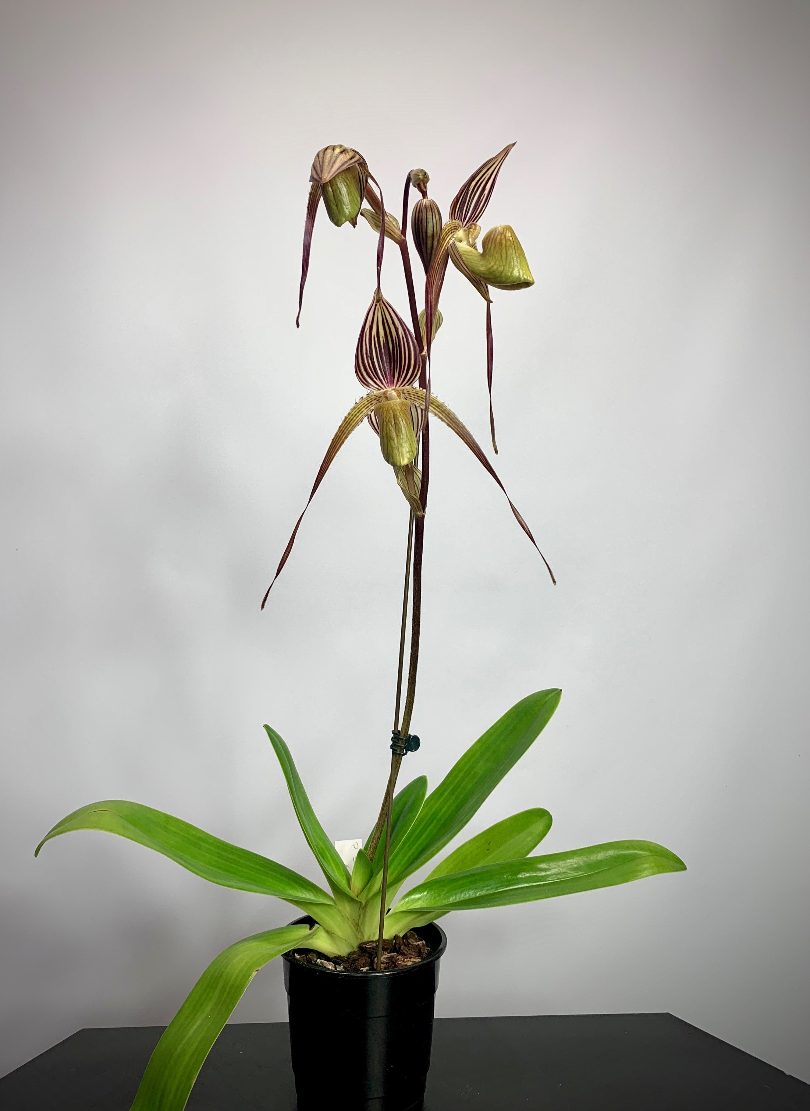 Paphiopedilum St.Swithin x adductum ''Dark''