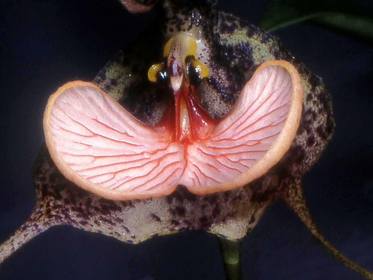 Dracula chestertonii (aaporchidee)