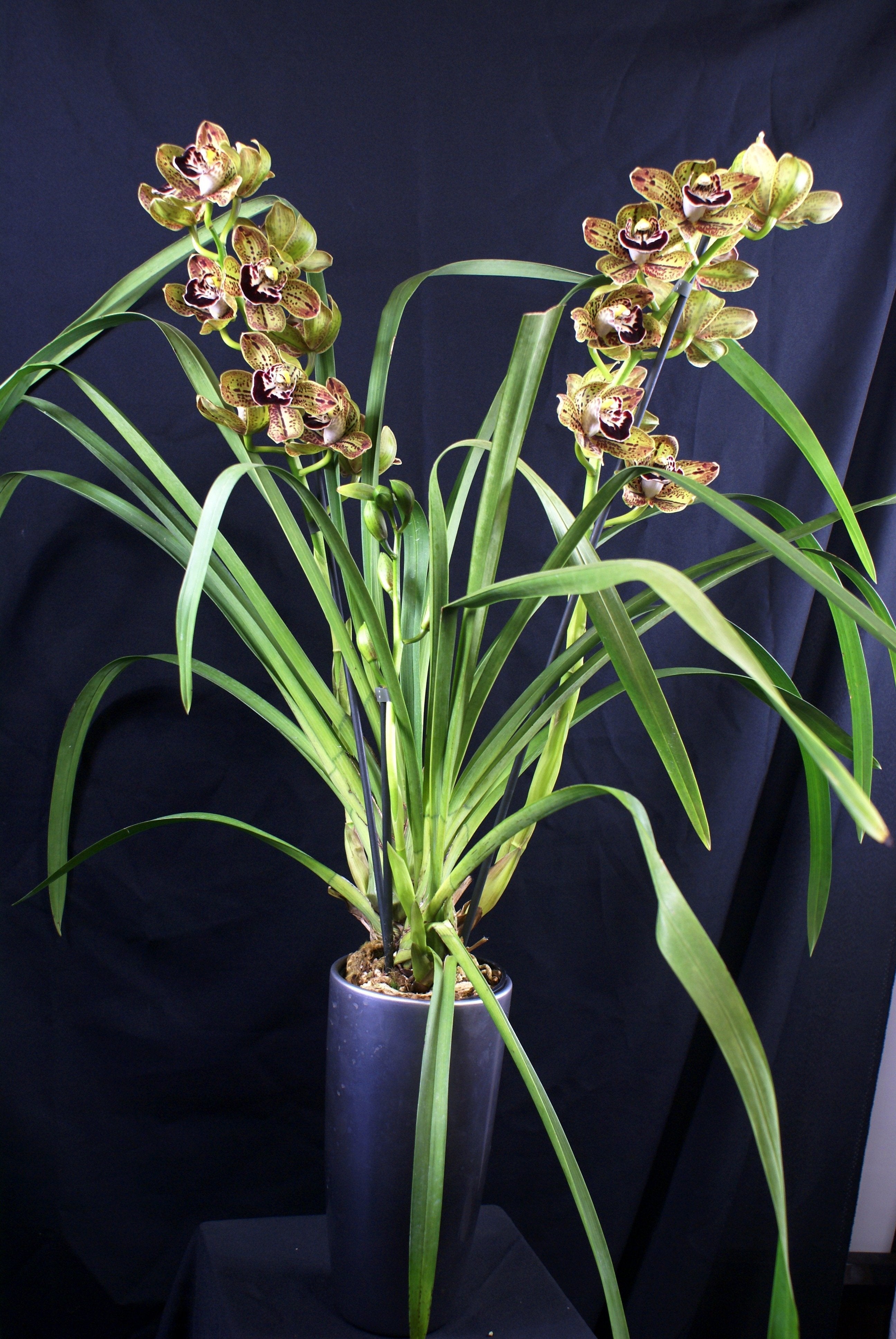 Cymbidium Harriet Ishitani "Big"