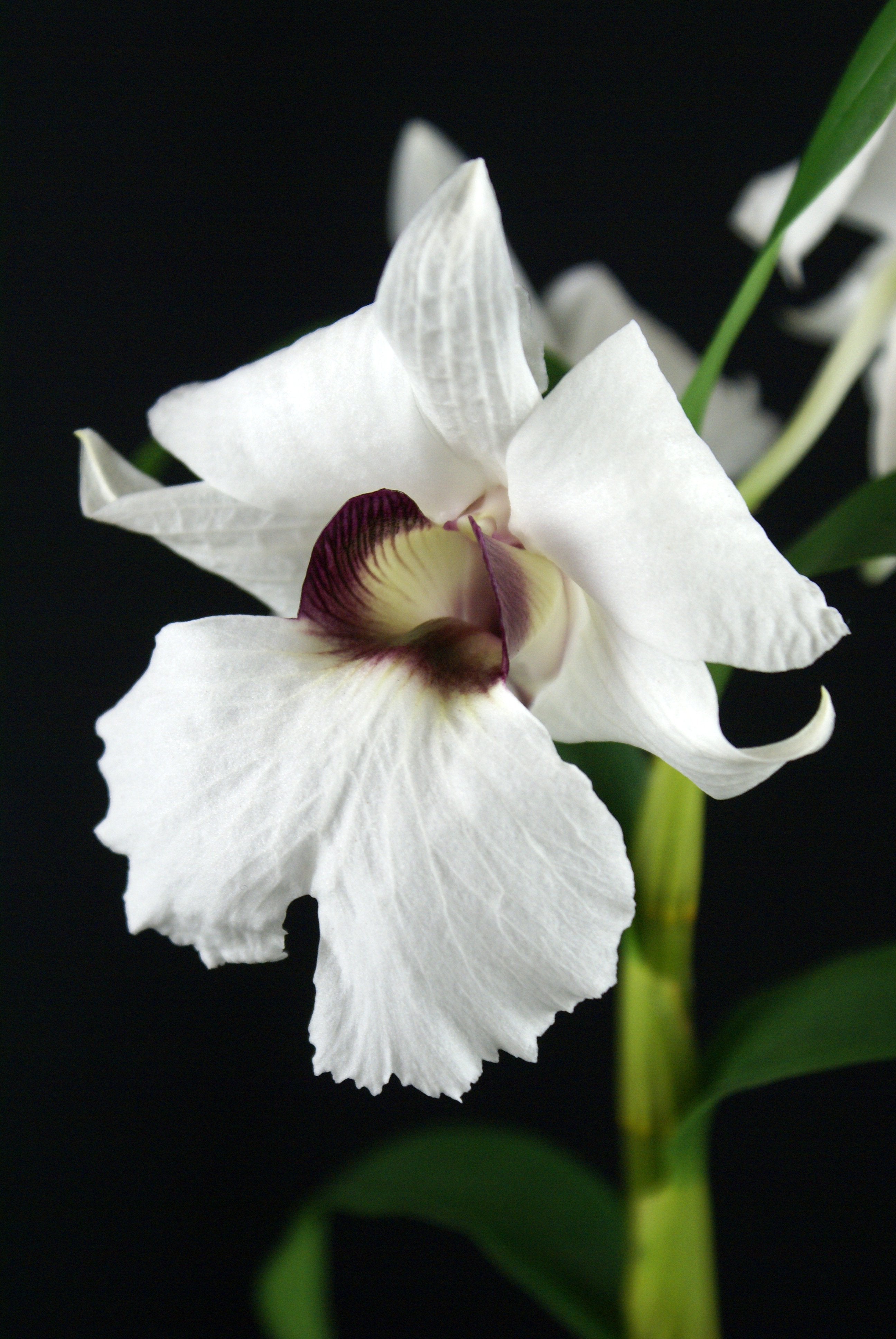Dendrobium sanderae var. major