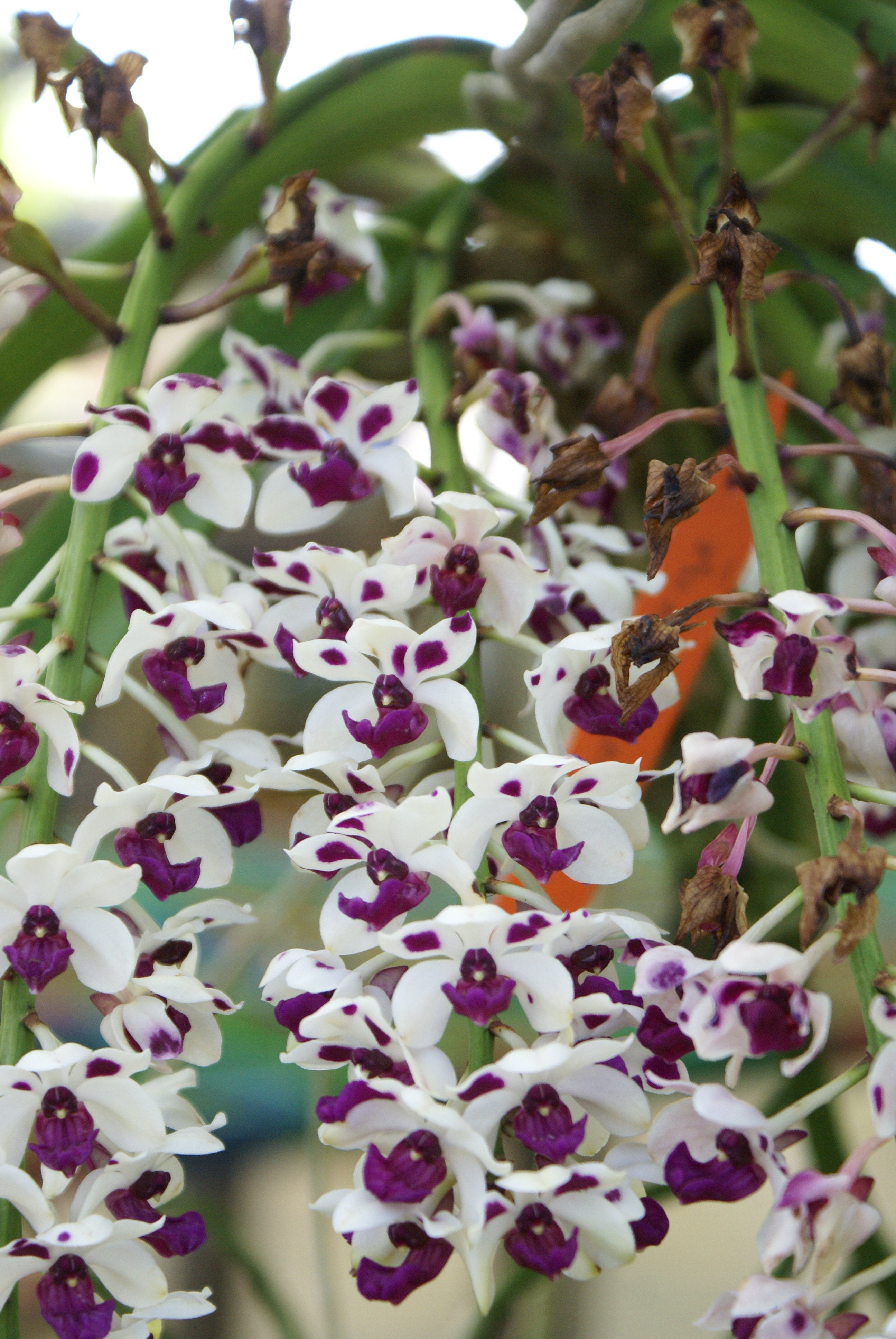 Rhynchostylis gigantea "Cartoon"