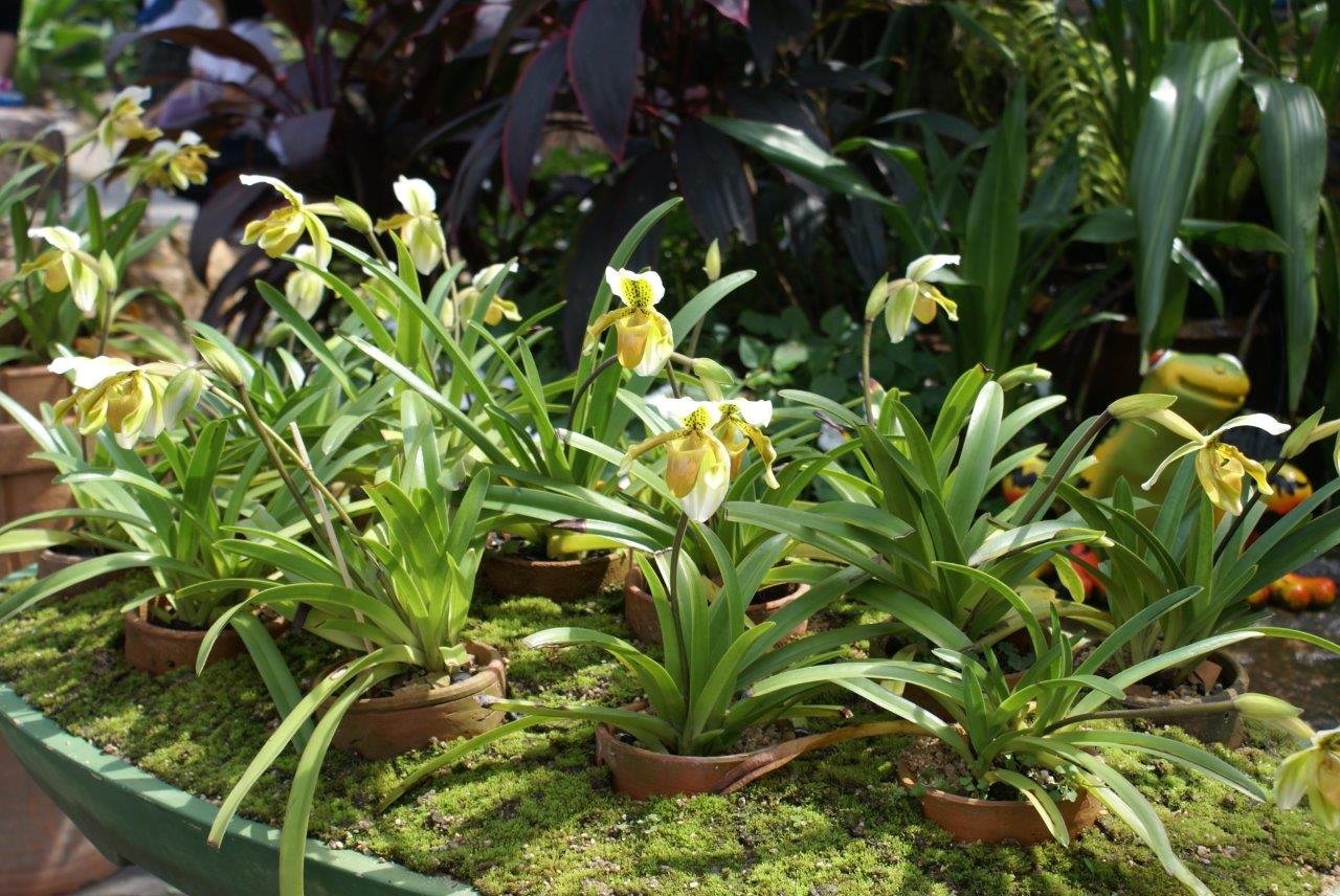 Paphiopedilum exul