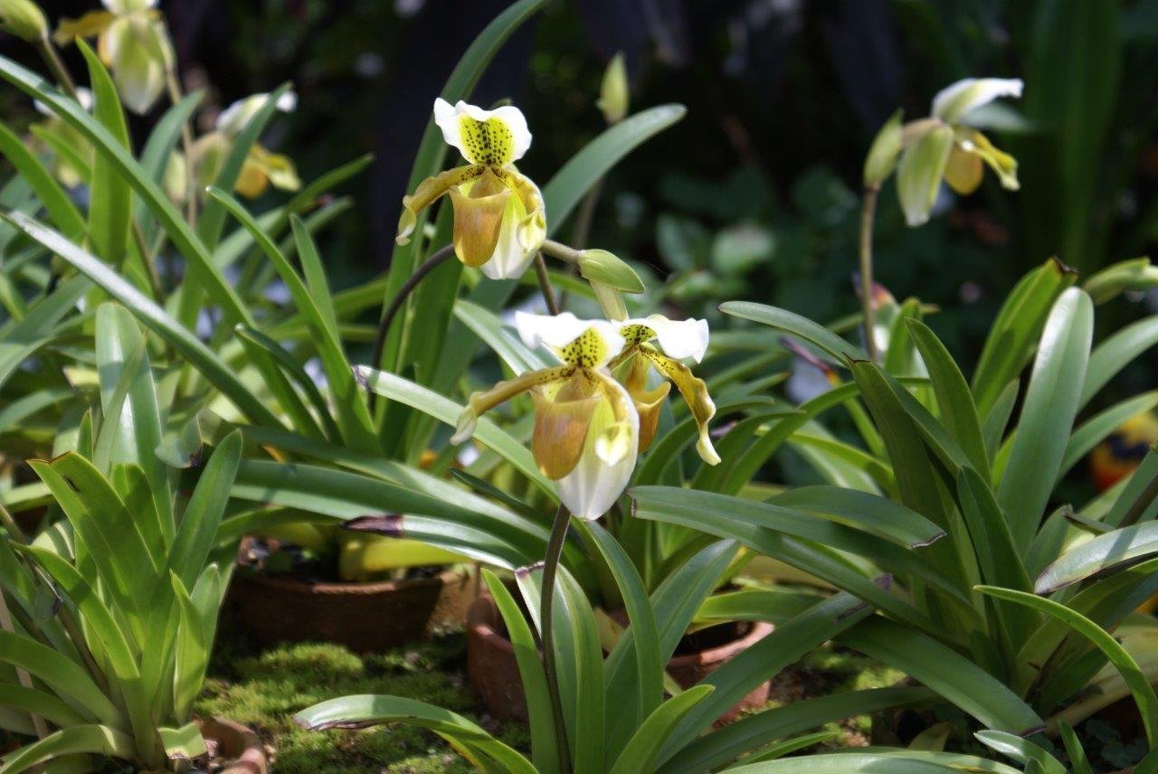 Paphiopedilum exul