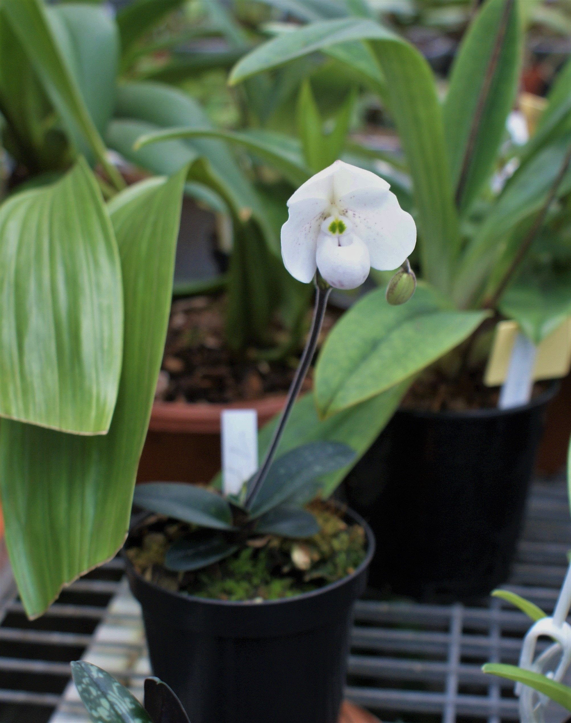 Paphiopedilum thaianum