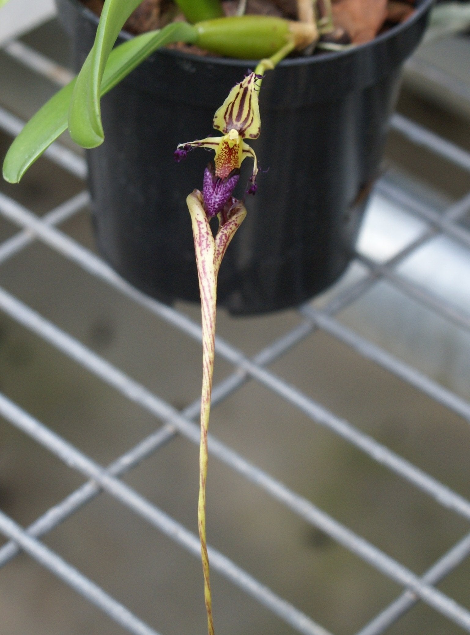 Bulbophyllum putidum