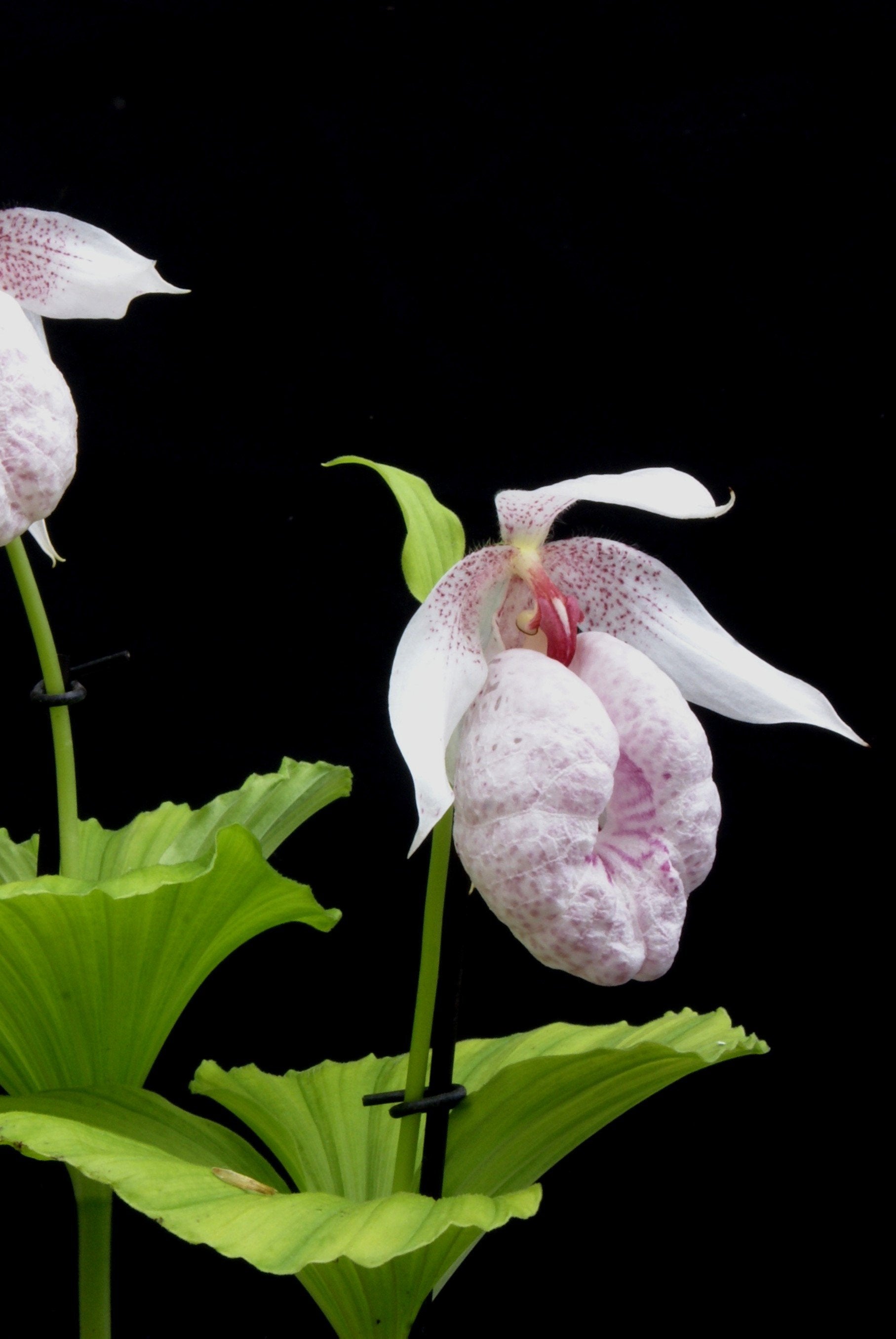 Cypripedium formosanum