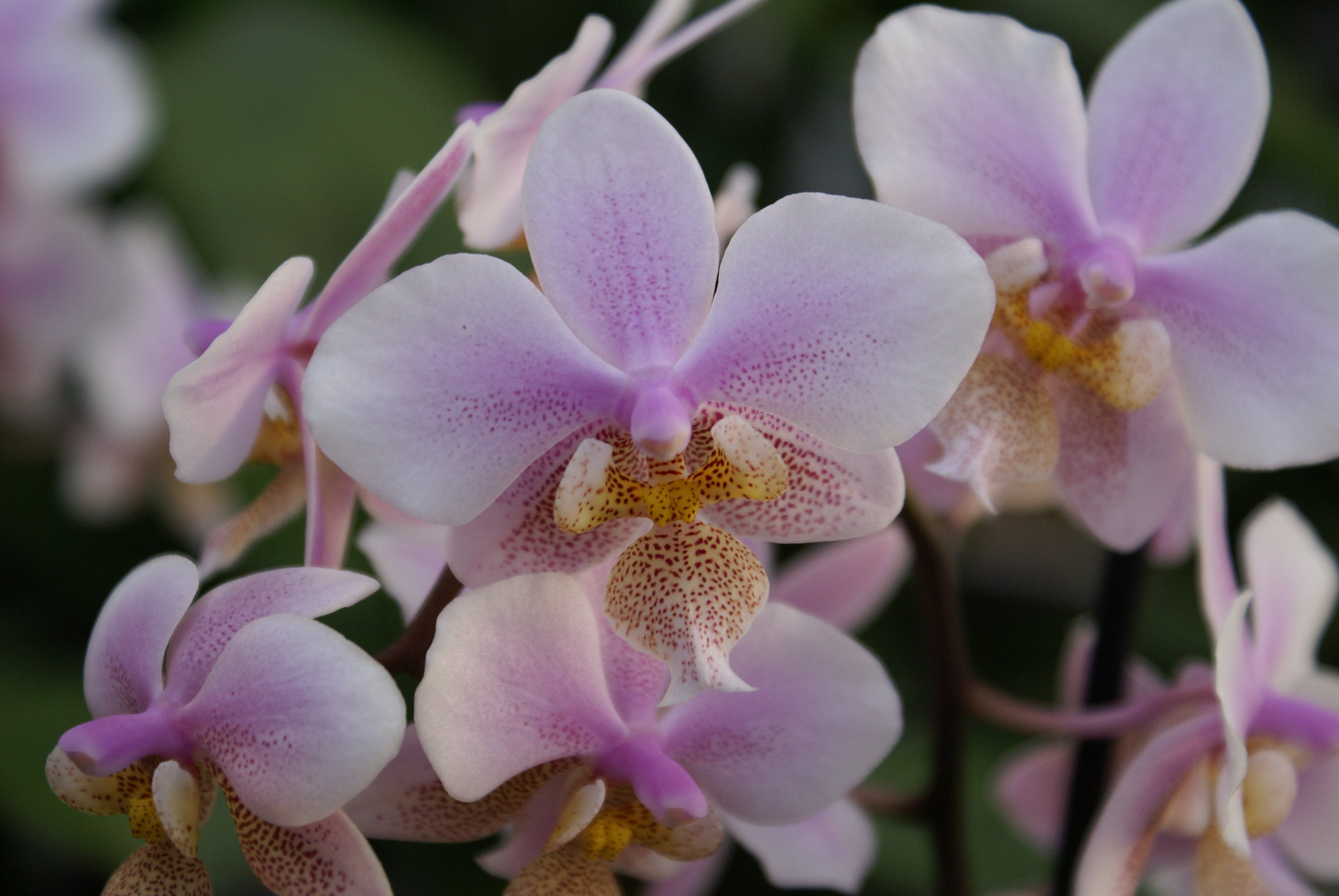 Phalaenopsis Philadelphia (stuartiana x schilleria)
