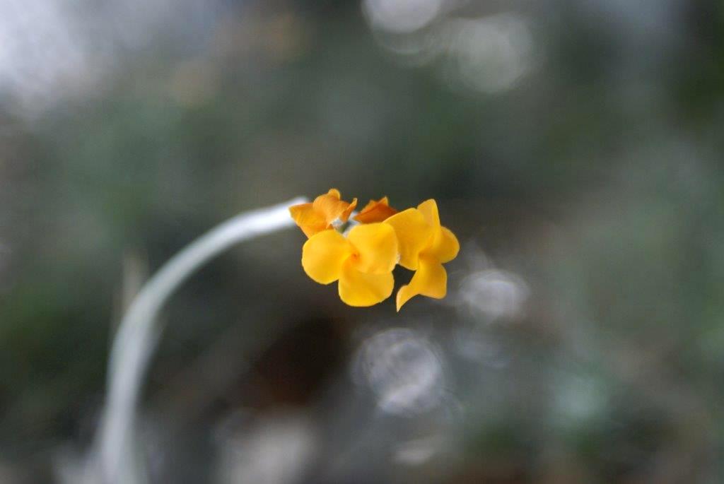 Tillandsia crocata "Big"