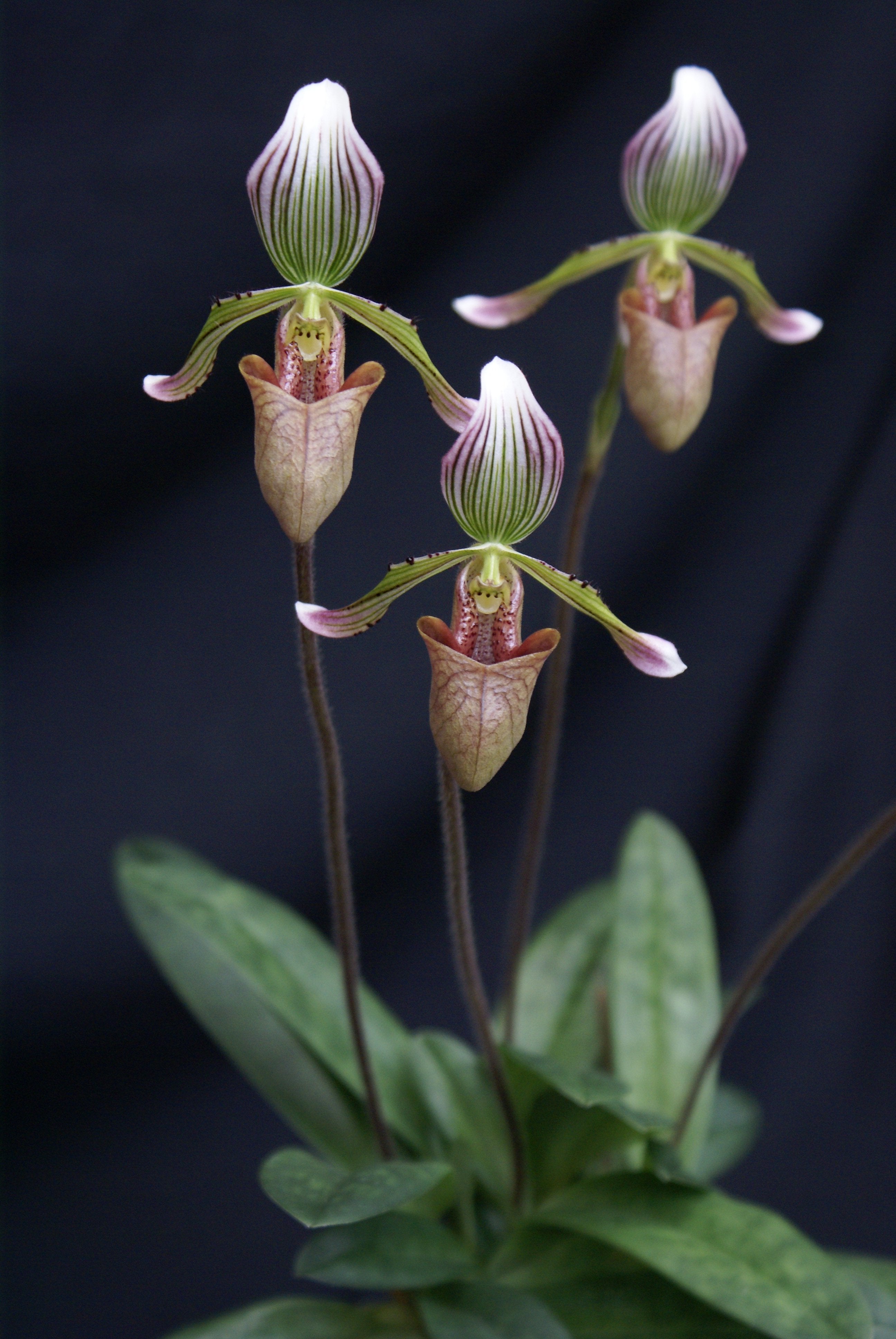 Paphiopedilum fowliei