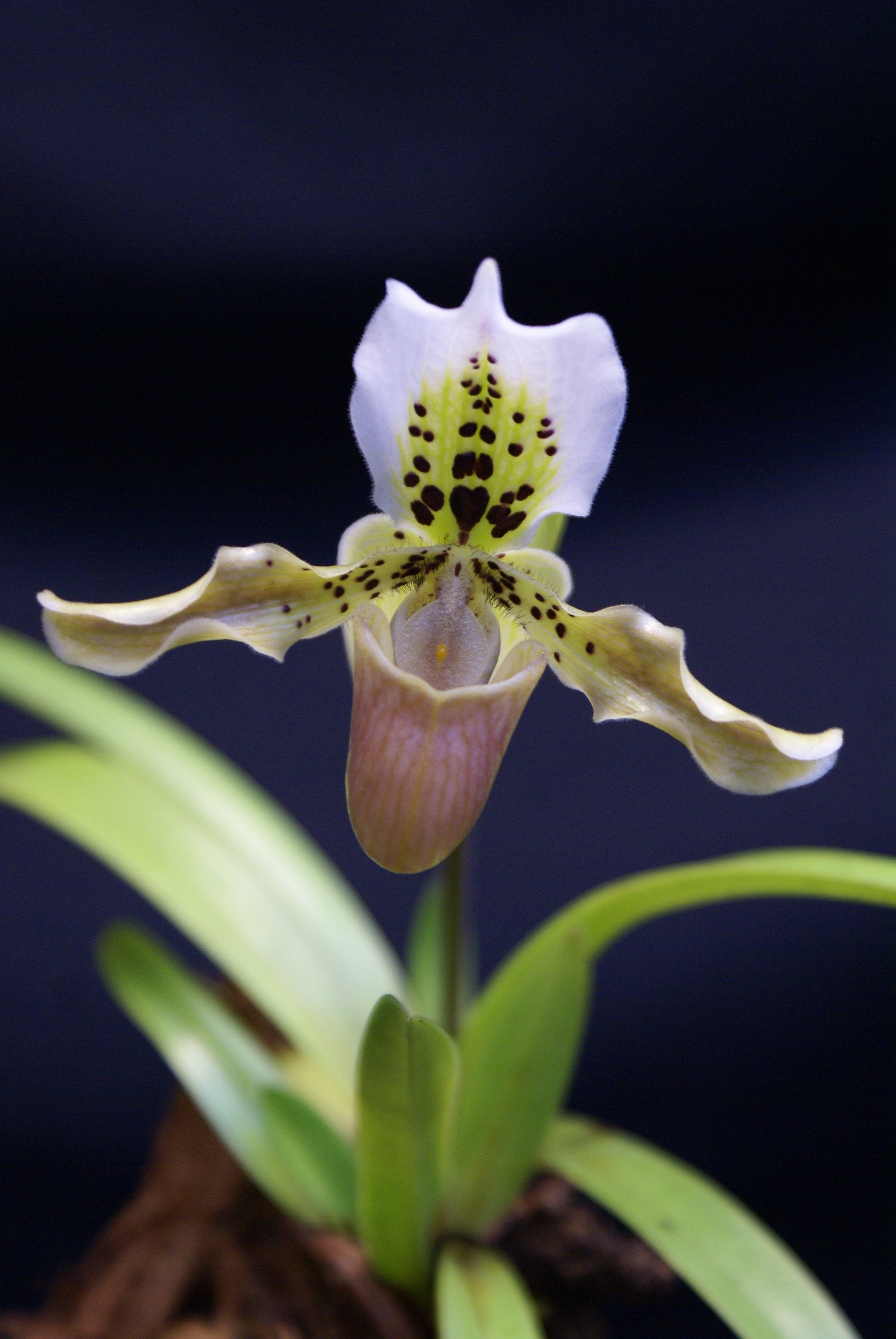 Paphiopedilum exul